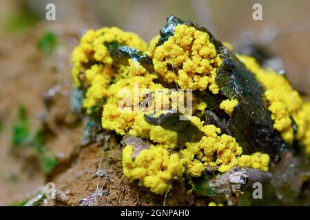 Lime d'uovo strapazzate, Fiori di tan (Fuligo septica), con corpi fruttati gialli, Germania, Renania Settentrionale-Vestfalia Foto Stock