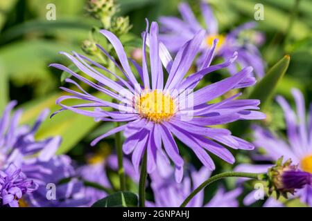 Aster x frikartii 'Monch' una pianta di fiori perenni estivi di autunno di blu lavanda erbaceo comunemente conosciuta come michaelmas Daisy, immagine della foto di stock Foto Stock