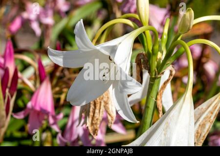 Crinum x Powellii alba un autunno estate autunno che fioriscono pianta bulbosa con una tromba bianca come il fiore estivo comunemente noto come giglio palude, pH di scorta Foto Stock