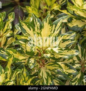 rhododendron (Rhododendron 'Blattgold', Rhododendron Blattgold), foglie di cultivar Blattgold, fuso oro, Germania Foto Stock