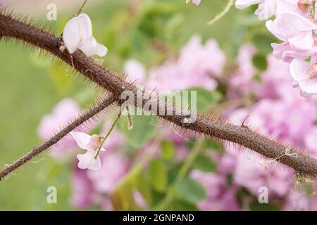 Brulicante locusto (Robinia hispida 'Macrophylla', Robinia hispida macrophylla), stelo, macrofylla cultivar Foto Stock