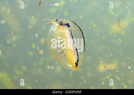 Eastern Clam Shrimp (Lennadia lenticularis), nuoto in un fossato, Germania, Baviera Foto Stock