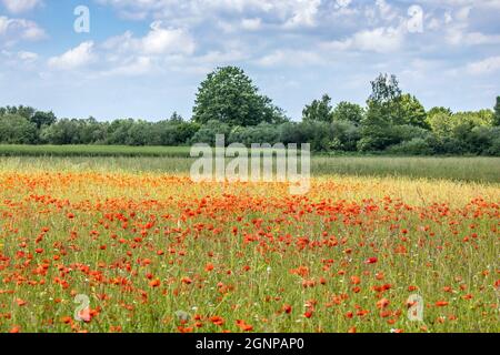 Papavero comune, papavero di mais, papavero rosso (Papaver roeas), su campo di favola, Germania, Baviera, Erdinger Moos Foto Stock