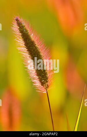 Erba in bottiglia, erba setola verde, foxtail verde (Setaria viridis), infiorescenza in retroilluminazione, Germania, Renania settentrionale-Vestfalia Foto Stock