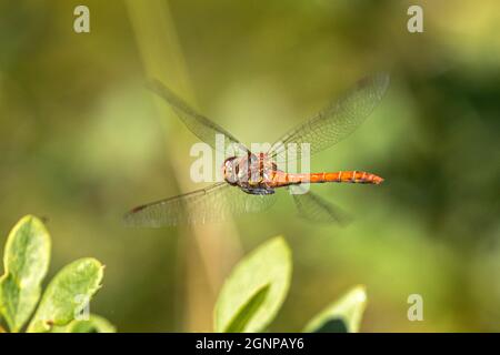 Comune sympetrum, comune darter (Sympetrum striolatum), battenti maschio, Germania, Baviera Foto Stock