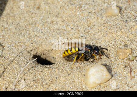 Bee-killer wasp, Bee-killer (Philanthus triangulum, Philanthus apivorus), trasporta l'ape di miele catturata al tubo di allevamento, Germania, Baviera Foto Stock
