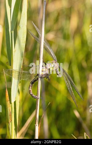 Dragonfly imperatore minore (Anax parthenope), alimenti catturati libellula, Germania, Baviera, Erdinger Moos Foto Stock