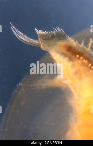 Eastern Clam Shrimp (Lennadia lenticularis), dettaglio Furca, Germania, Baviera Foto Stock