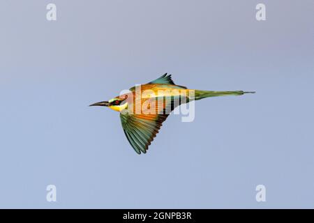 Apicolor europeo (Merops apiaster), in volo di volo in volo, Germania, Baviera Foto Stock