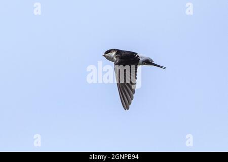 Casa comune martin (Delichon urbica, Delichon urbicum), in volo, Germania, Baviera Foto Stock