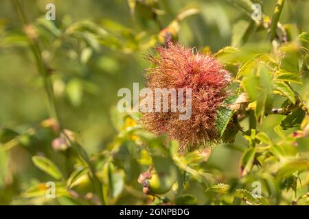 Vespa rosa mosy, vespa bedeguar (Diplolepis rosae), gall rosa su rosa cane, Germania, Baviera Foto Stock