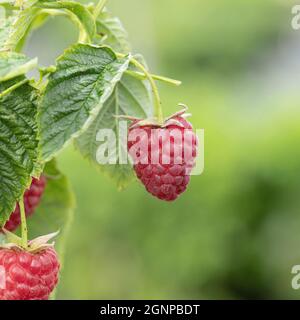 Lampone rosso europeo piccola sorella dolce (Robus idaeus 'piccola sorella dolce', Robus idaeus piccola sorella dolce), lamponi rossi su un ramo, Foto Stock