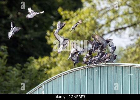 Piccione domestico, piccione ferale (Columba livia F. domestica), molti piccioni che atterrano su una ringhiera a ponte, Germania, Baviera Foto Stock