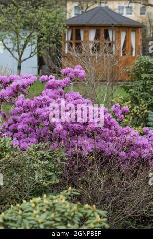 rhododendron (Rhodendron 'PJ Mezitt', Rhodendron PJ Mezitt), fioritura, cultivar PJ Mezitt Foto Stock