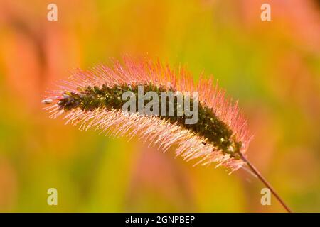 Erba in bottiglia, erba setola verde, foxtail verde (Setaria viridis), infiorescenza in retroilluminazione, Germania, Renania settentrionale-Vestfalia Foto Stock