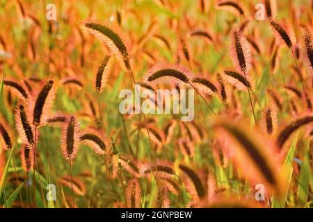 Erba in bottiglia, erba setola verde, foxtail verde (Setaria viridis), infiorescenza in retroilluminazione, Germania, Renania settentrionale-Vestfalia Foto Stock