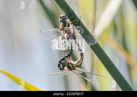 Scarce aeshna, falco migrante (Aeshna mixta), ruota di accoppiamento su foglie di rush, Germania, Baviera, Erdinger Moos Foto Stock