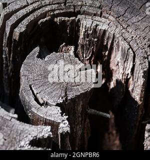 Moncone vecchio albero con anelli annuali primo piano, profondità poco profonda di campo Foto Stock