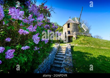 Mulino a vento la Sallette e fiori primaverili, Tarn, Francia Foto Stock