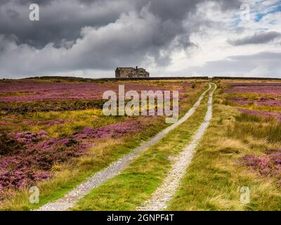 Un vecchio rifugio di tiro in lontananza, guardando attraverso brughiera aperta in estate con vibrante erica viola e una pista di fattoria Foto Stock
