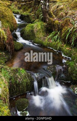 Flusso in legno di quercia, Ariundle boschi Riserva Naturale Nazionale, Strontian, Argyll, Scotland, Regno Unito Foto Stock