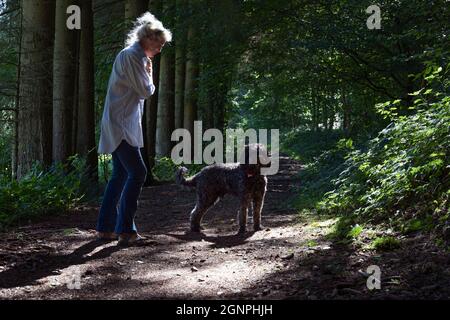 Europa, Lussemburgo, Septfontaines, attraente anziana donna che cammina il suo cane d'acqua portoghese nelle foreste della valle di Eisch Foto Stock
