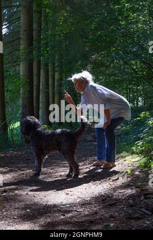 Europa, Lussemburgo, Septfontaines, attraente anziana donna che cammina il suo cane d'acqua portoghese nelle foreste della valle di Eisch Foto Stock