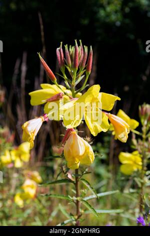 Sera Primrose (Oenotha) Fiori (una pianta usata in medicina alternativa) Foto Stock