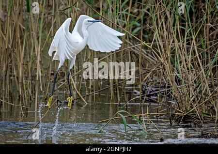 Little Egret (Egretta garzetta), Soutvlei, Port Alfred, Sudafrica, ottobre 2017. Foto Stock