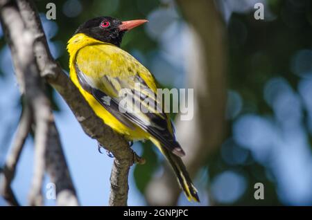 Oriole Oriolus larvatus a testa nera, vicino a Bedford, Capo Orientale, Sudafrica, gennaio 2018. Foto Stock