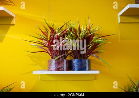 Casa in vaso piante contro il muro giallo Foto Stock