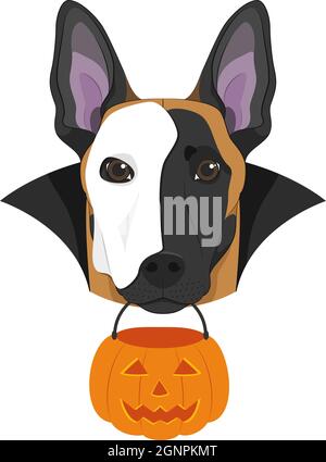 Biglietto di auguri di Halloween. Il cane belga Shepperd Malinois con una semimaschera bianca sul viso, un mantello nero e una zucca in bocca Illustrazione Vettoriale