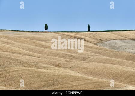 Due alberi sulla strada in mezzo al campo contro Clear Sky Foto Stock