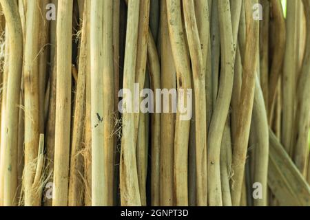 Bastone di iuta polvere di carbone, anche comunemente noto come 'bastone di iuta carbonio e bastoni di iuta sono preferiti rispetto ad altre materie prime come bambù Foto Stock