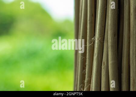 Il bastone di iuta è la parte legnosa della pianta di iuta. Rimane come il residuo dopo l'estrazione della fibra Foto Stock