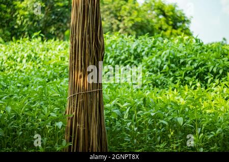 Bastone di iuta, nella preparazione di una varietà di assi, uso utile come in mobili. Pianta asciutta e verde insieme Foto Stock