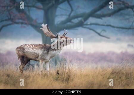 Cervus dama / Dama dama Stag (Cervus dama) al mattino presto, chiamata durante la stagione di rutting Foto Stock