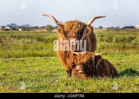 Bestiame scozzese Long Horned Highland, Mother and Calf, Lincolnshire, Inghilterra, Regno Unito Foto Stock