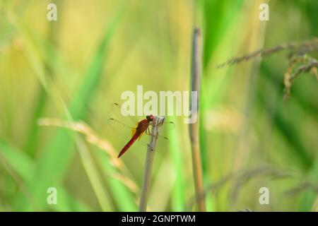 Libellula rossa sul gambo di canna Foto Stock