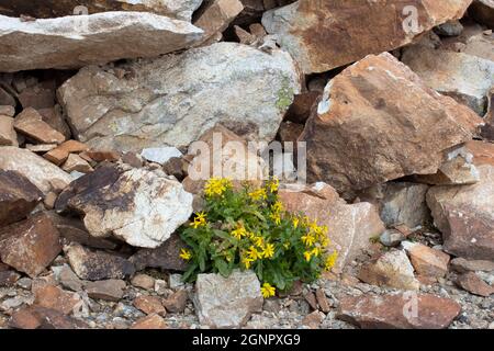 In cima alle montagne, fiori gialli sbocciano sulle rocce. Piccoli fiori gialli che crescono nelle fessure della roccia. La vita è fatta di pietra. Foto Stock