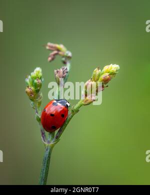 Insetto rosso ladybug seduto su un fiore, primo piano foto di Coccinellidae rosso Foto Stock