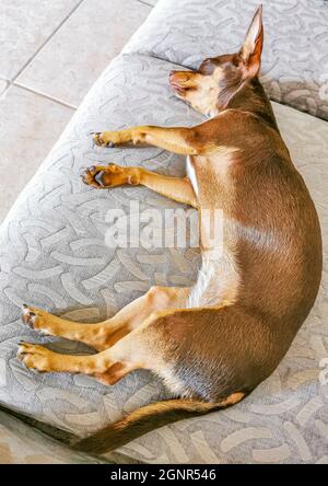 Il cane messicano Chihuahua è stanco e si trova su un divano in modo divertente a Playa del Carmen Messico. Foto Stock