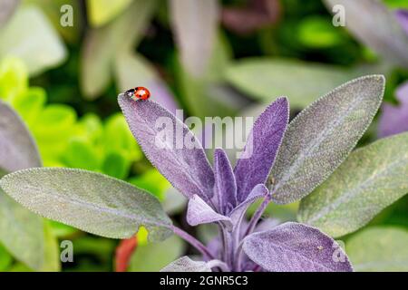 Ladybird su pianta di salvia viola in campagna - primo piano Foto Stock