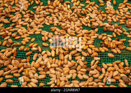 Lavori su una piantagione di cacao nella valle di Intag, Ecuador. Fagioli che asciugano Foto Stock