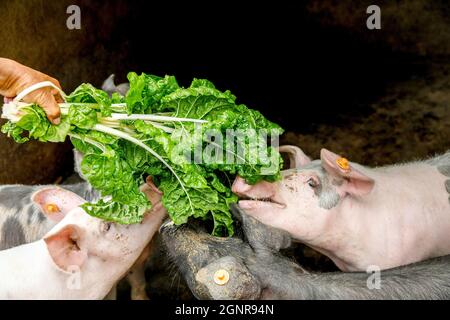 Agricoltore biologico che alimenta suini nella provincia di Carchi, Ecuador Foto Stock