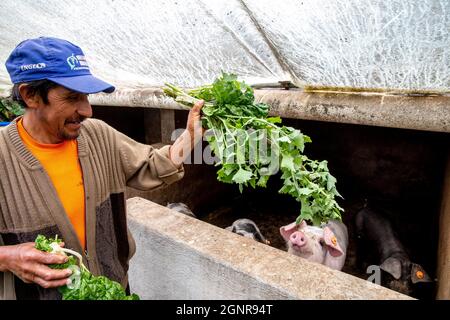 Agricoltore biologico che alimenta suini nella provincia di Carchi, Ecuador Foto Stock