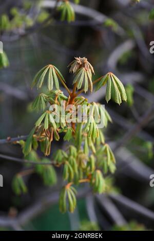 Foglie giovani e un germoglio appiccicoso di apertura su una castagna di cavallo, Aesculus hippocastanum, albero in primavera. Foto Stock
