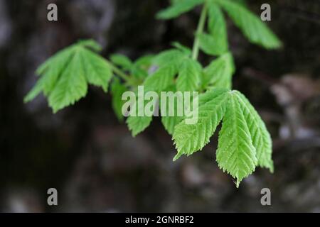 Foglie giovani e un germoglio appiccicoso di apertura su una castagna di cavallo, Aesculus hippocastanum, albero in primavera. Foto Stock