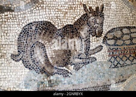 Basilica patriarcale di Aquileia. Pavimento a mosaico con simbolismo cristiano, IV secolo. Italia. Foto Stock