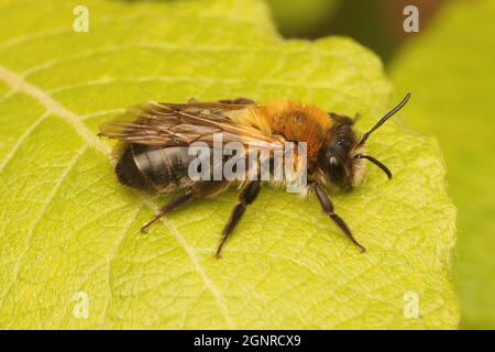 Primo piano su un'ape mineraria femmina, Andrena nitida Foto Stock